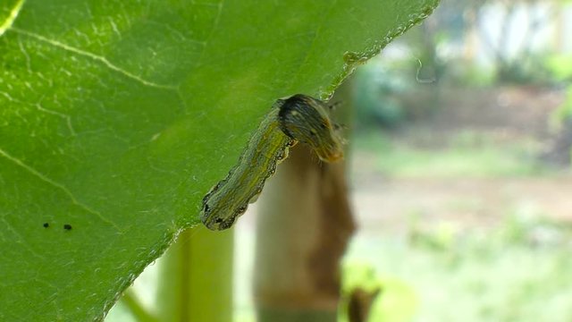 Caterpillars eat leaves6