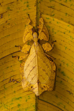 Yellow mantis on a leaf, Sukabumi, West Java, Indonesia