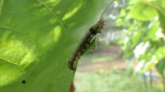Caterpillars eat leaves2