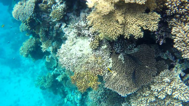 Underwater coral reefs of the Red Sea.