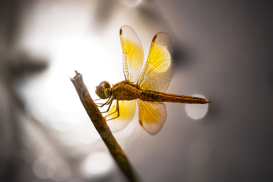 Dragonfly on a branch, Jakarta Timur, Indonesia