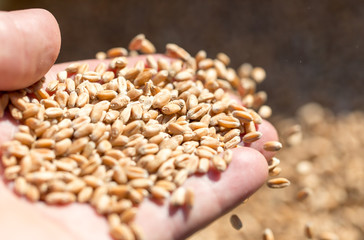 wheat in hand