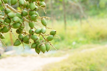 fresh betel nuts