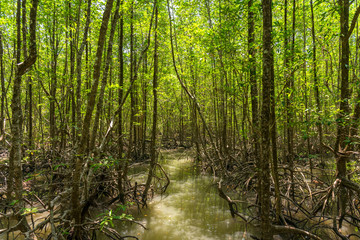 Ranong biosphere reserve, Mangrove forest, Ranong Thailand.