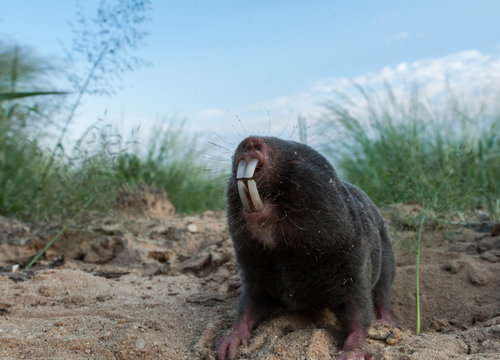Portrait of a mole-rat, Damaraland, Botswana