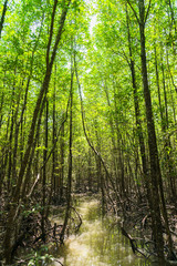 Fototapeta na wymiar Ranong biosphere reserve, Mangrove forest, Ranong Thailand.