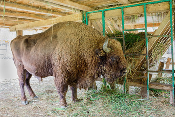 Aurochs in the padurea domneasca, royal forest, reservation in Moldova © frimufilms