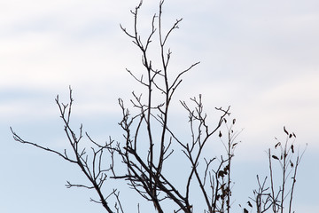 tree with bare branches at sunset
