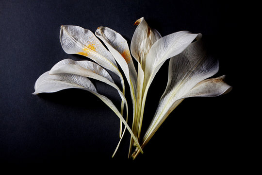 Arrangement of lily flower petals