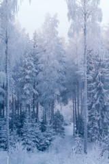 Cold Winter Forest