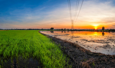 Fototapeta na wymiar Rice cornfield, paddy field and beautiful twilight.