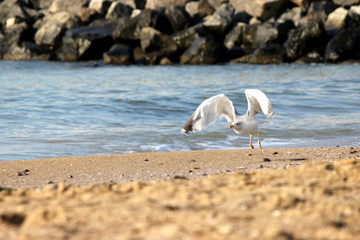gull flies from the sandy beach