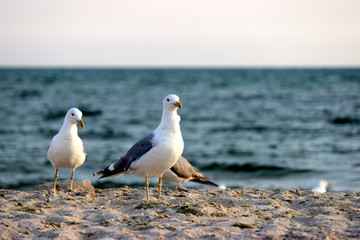 seagulls on a beach