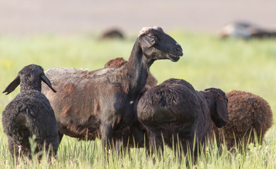 sheep in the pasture