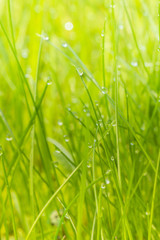 Green grass with morning dew