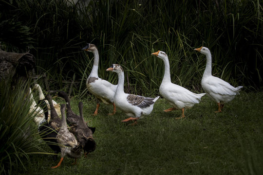 Flock of geese, East Java, Indonesia