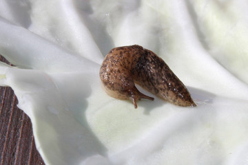 Slug Crawling on a Cabbage Leaf