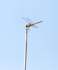 Fototapeta na wymiar dragonfly on a stick outdoors