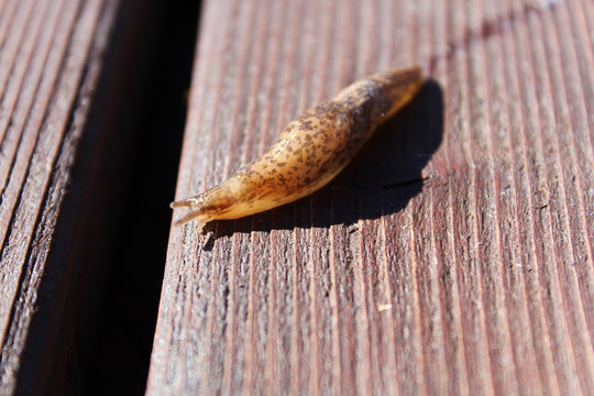 Slug Crawling Over Wood With Slime Trail