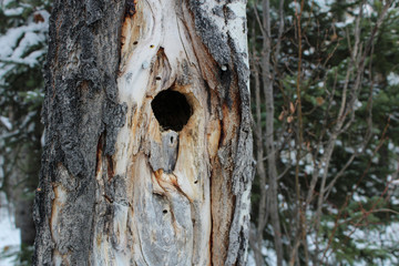 Fototapeta premium Bird Nest Hole Inside a Spruce Tree