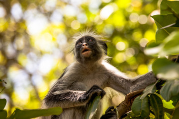 Monkey Red colobus Zanzibar Jozani forest
