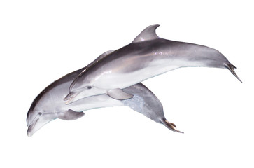 Two dolphins on a white background