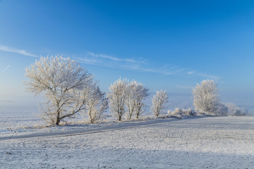 Obraz na płótnie Canvas white icy trees in snow covered landscape