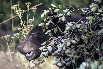 black bear
