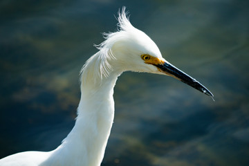 Egret