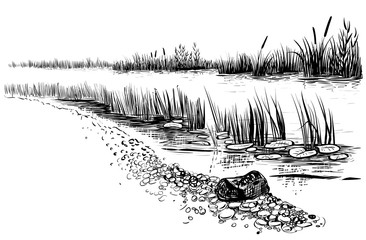 Bank of the river or swamp with reed and cattail. Sketchy style. - obrazy, fototapety, plakaty