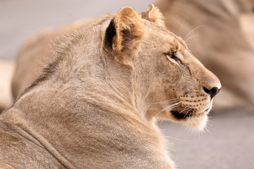 Portrait of a young sub-adult male lion staring intently into the bush 
