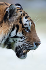 Siberian Tiger (Panthera tigris altaica)/Profile portrait of male Siberian Tiger face
