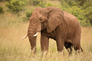 Fototapeta na wymiar Lone African elephant bull strolling to a nearby waterhole