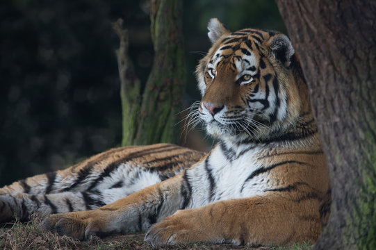 Siberian Tiger (Panthera tigris altaica)/Siberian Tiger at the edge of a wood