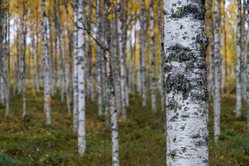 Fototapeta premium Birch Forest