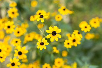beautiful yellow flower in nature