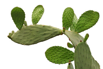 Opuntia cactus isolated on white background