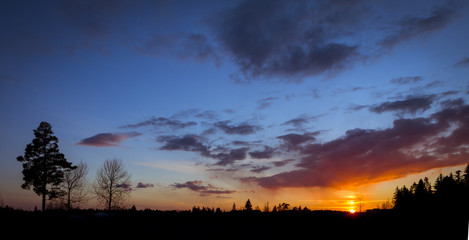 Fototapeta na wymiar Blue sunset with tree silhouette