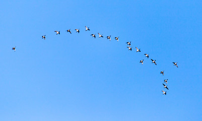 flock of birds in the sky