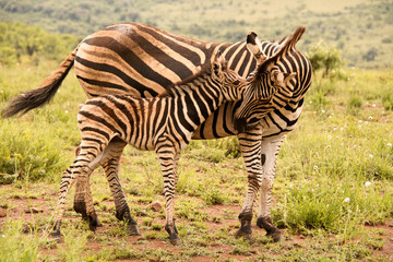 Fototapeta na wymiar Burchell’s zebra mare and foal in a tender bonding moment 