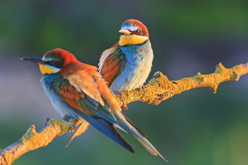 beautiful couple in love birds