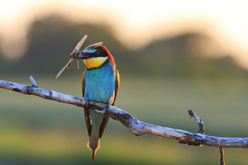 colored bird with dragonflies in its beak