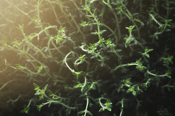 Thymus vulgaris, common thyme, German thyme, garden thyme