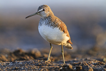 sandpiper standing in front on peat swamp