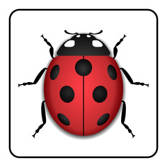 Fototapeta premium Ladybug small icon. Red lady bug sign, isolated on white background. 3d volume design. Cute colorful ladybird. Insect cartoon beetle. Symbol of nature, spring or summer. Vector illustration