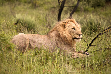 African male lion guarding his portion of a zebra foal that his pride had killed
