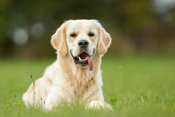 Smiling White Golden Retriever Dog