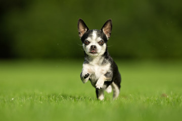 Chihuahua Dog on Grass