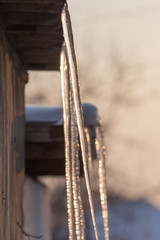 icicles on the nature of the morning