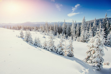 magical winter snow covered tree 